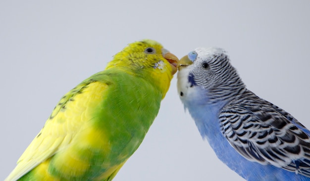 波状のオウムにキスします 小鳥がお互いのくちばしに触れた プレミアム写真