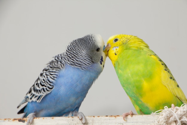 波状のオウムにキスします 小鳥がお互いのくちばしに触れた プレミアム写真