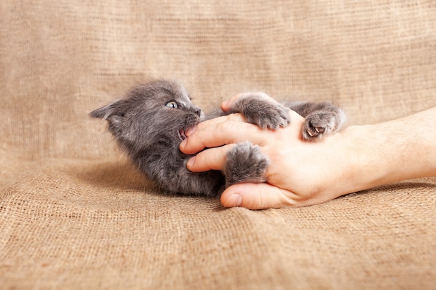 Premium Photo The Kitten Bites His Fingers The Cat Is Played With The Hand