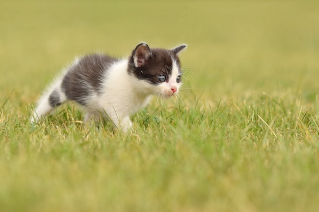 芝生の上で楽しんで子猫 無料の写真