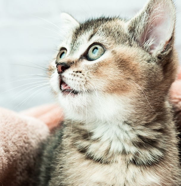 子猫の金色のカチカチ音をたてるイギリスのチンチラストレート、猫が 