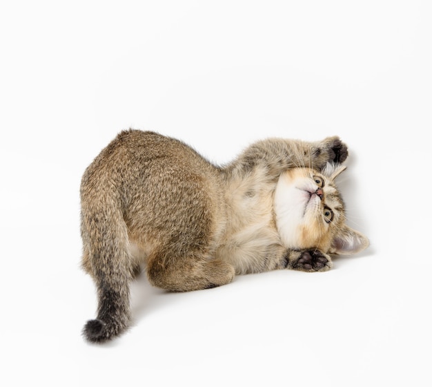 子猫の金色のカチカチ音をたてるイギリスのチンチラは 白い背景の上にまっすぐ 猫の嘘 プレミアム写真