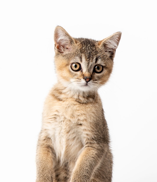 子猫の金色のカチカチ音をたてるイギリスのチンチラは、白い背景の前に 