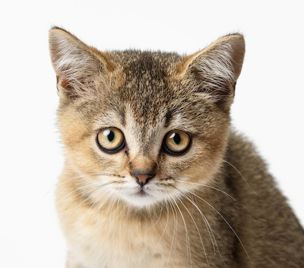 子猫の金色のカチカチ音をたてるイギリスのチンチラは、白い背景の前に 