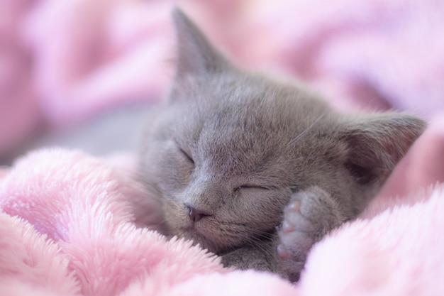 Premium Photo | A kitten sleeps on a pink blanket.