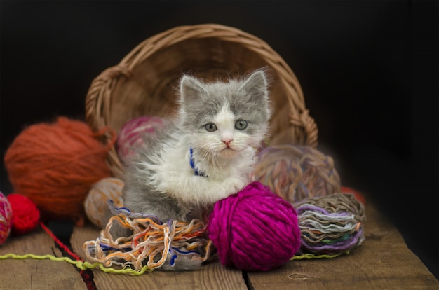 cat yarn ball