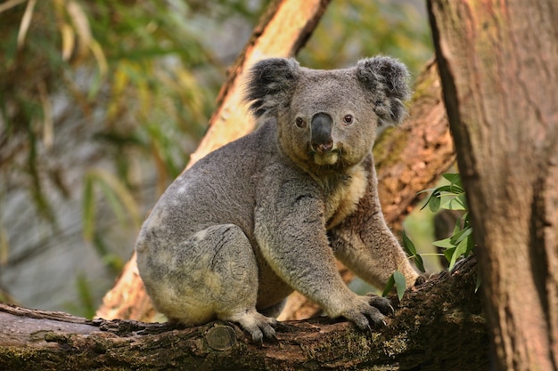 木​の​上​の​コアラ 無料写真