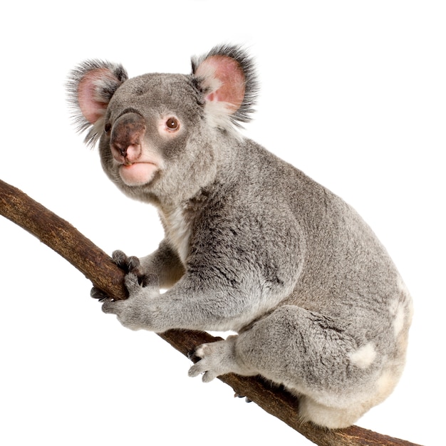 Premium Photo | Koala in front of a white background