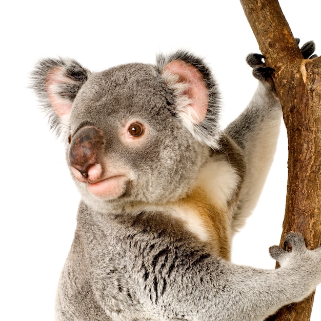 Premium Photo | Koala in front of a white background