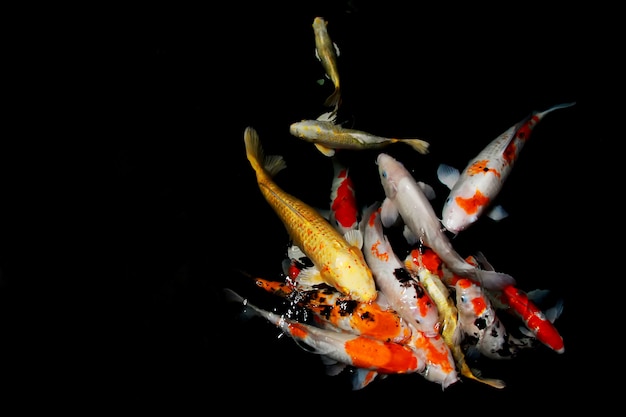 premium-photo-koi-fish-are-believed-to-bring-good-luck-to-their-owners