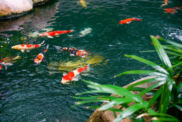 Premium Photo | Koi fish in the found, japanese garden