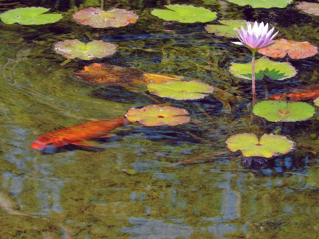 Koi Fish In Lotus Flower Pond Photo Premium Download