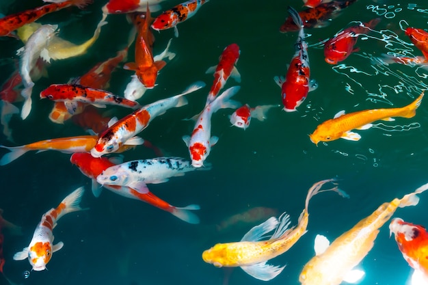 Premium Photo Koi Swim Swimming In The Pond