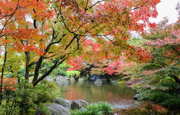 Kokoen, traditional japanese garden  during autumn season in himeji, japan Premium Photo
