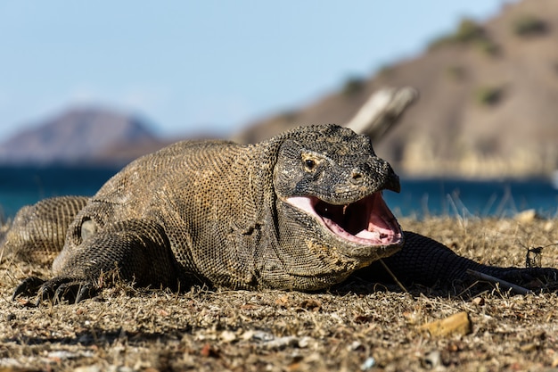 コモド島のコモドドラゴンのクローズアップ写真 プレミアム写真