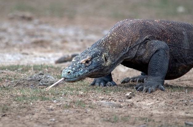 Premium Photo | Komodo dragon portrait. komodo island. indonesia