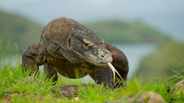 Premium Photo | Komodo dragon sitting on the ground against the ...