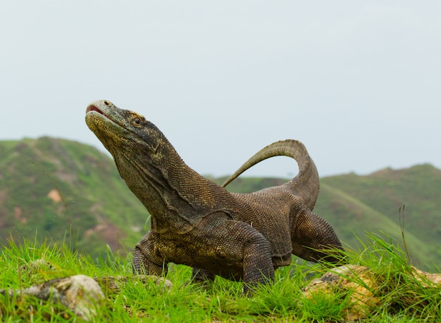 Komodo dragon sitting on the ground against the backdrop of stunning scenery. Premium Photo