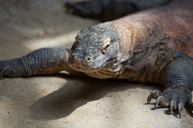 Premium Photo | The komodo dragon varanus komodoensis