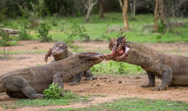 Premium Photo Komodo Dragons Are Eating Their Prey Indonesia Komodo