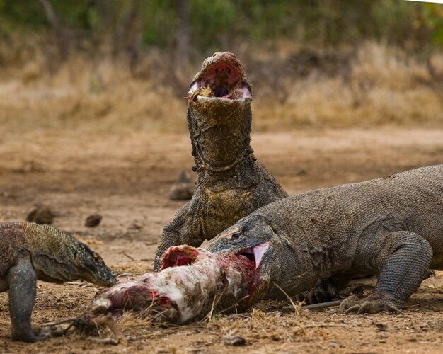 Premium Photo Komodo Dragons Are Eating Their Prey Indonesia Komodo