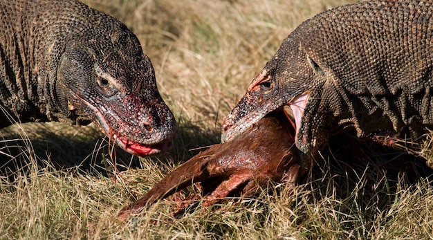 Premium Photo Komodo Dragons Are Eating Their Prey Indonesia Komodo National Park 