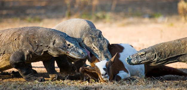 Premium Photo Komodo Dragons Are Eating Their Prey Indonesia Komodo National Park 