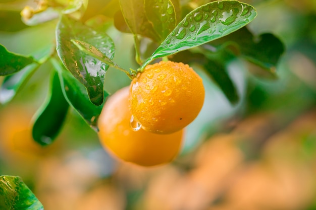 Premium Photo | Kumquat marmalade orange fruit fresh with drops on tree