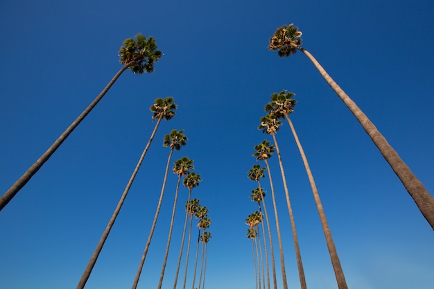 Premium Photo | La los angeles palm trees in a row typical california