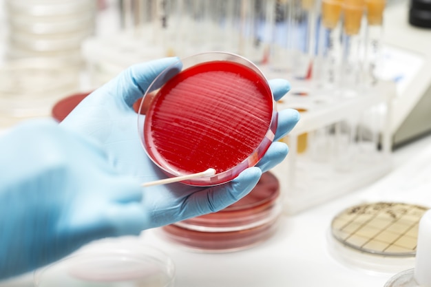 Premium Photo | Lab technician hand planting a petri dish