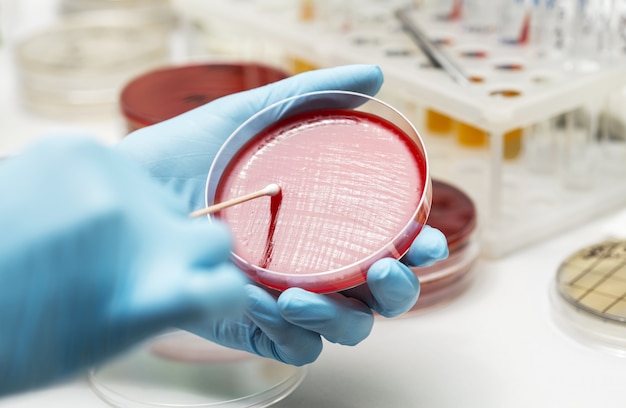 Premium Photo | Lab technician hand planting a petri dish