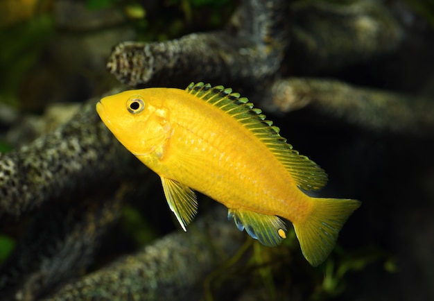 Download Labidochromis Caeruleus Yellow Images | Free Vectors, Photos & PSD