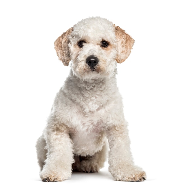 Premium Photo | Labradoodle, 1 year old, sitting in front of white ...