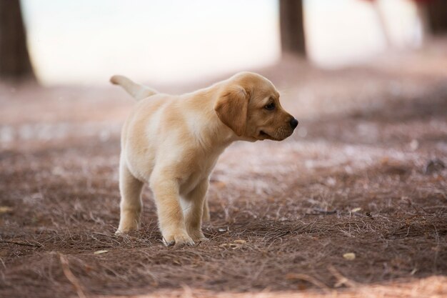 When Can You Start Walking A Labrador Puppy