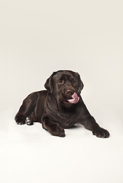 ラブラドールレトリバー犬種茶色広い舌を出す 無料の写真