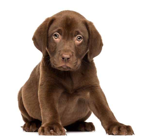 Premium Photo | Labrador retriever puppy sitting and facing