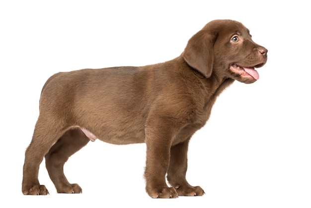 Labrador Retriver Shenok Stoit I Tyazhelo Dysha Premium Foto