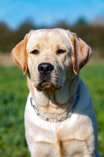 Premium Photo | Labrador Retriever Staying For A Training Of Obedience