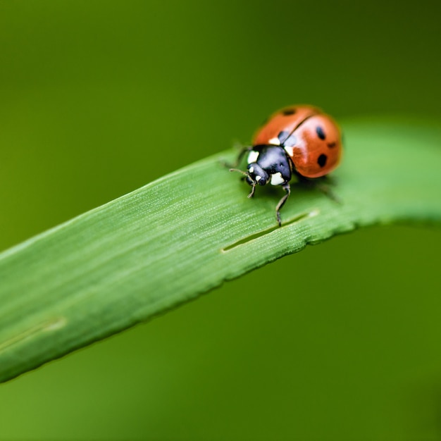 Premium Photo | Ladybug on grass macro close up