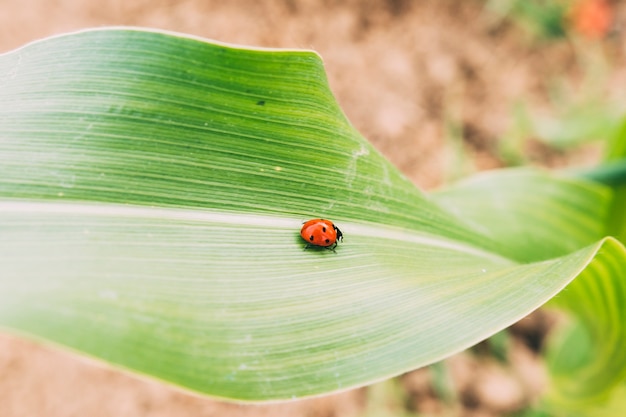 Ladybug on leaf | Free Photo