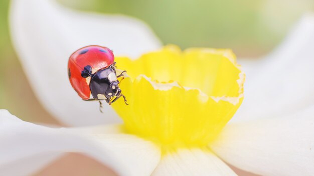 白い水仙の上に座っててんとう虫 明るいバナー16 9 夏の概念 自然 プレミアム写真