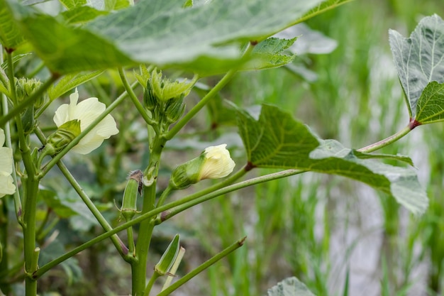 農業農場内のladyfingerまたはオクラ野菜の花とつぼみ プレミアム写真