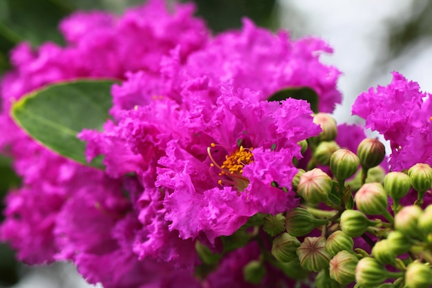 Premium Photo | Lagerstroemia speciosa or jarul flower of indian ...