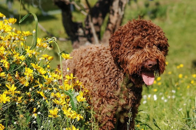 Lagotto romagnolo truffle dog | Premium Photo