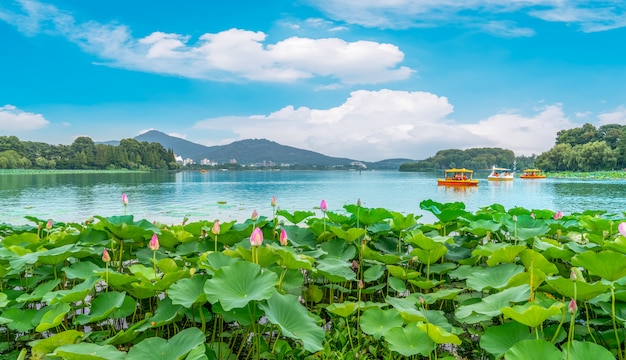 Lake Lotus Pond And Landscape Scenery Premium Photo