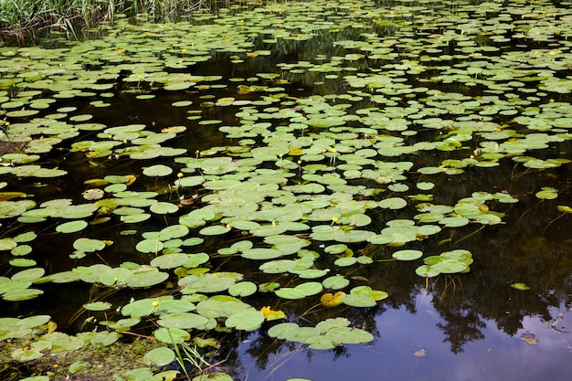 Premium Photo | Lake with growing water lilies