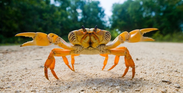 Premium Photo | Land crab standing on the ground and spread its claws