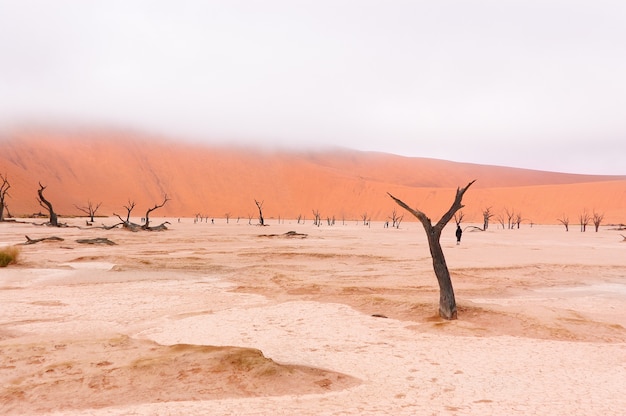 Dead Vlei ソーサスフライ ナミブ砂漠 ナミビア 南アフリカ共和国の風景 プレミアム写真