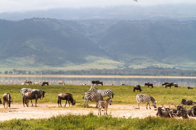 ンゴロンゴロクレーターの風景 草食動物の群れ タンザニア アフリカ プレミアム写真