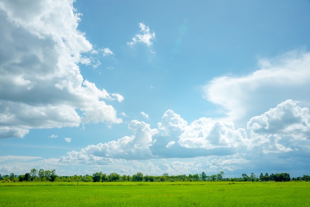 田んぼの空の風景 プレミアム写真